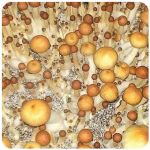 Псилоцибиновые (галлюциногенные)  грибы Psilocybin "Golden Teacher" в Аргуне