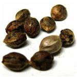 Семена марихуаны АК-47  (Seeds AK-47) в Аргуне